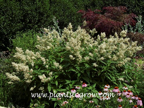 Giant Fleece Flower ( Persicaria polymorpha)
 (June 9)